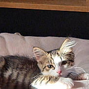Loki joined the competition — help win amazing prizes! cat, kitten, tabby, animal, pet, indoor, resting, sunlight, whiskers, ears, fur, cute, young, relaxed, cozy, closeup, soft, paw, face, domestic