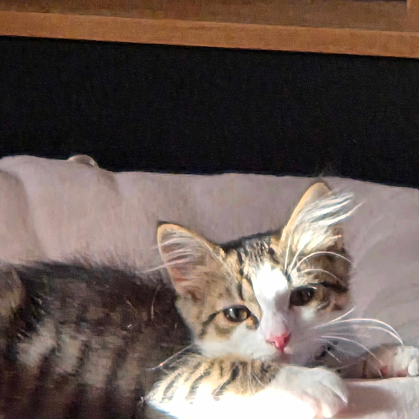 Loki joined the competition — help win amazing prizes! cat, kitten, tabby, animal, pet, indoor, resting, sunlight, whiskers, ears, fur, cute, young, relaxed, cozy, closeup, soft, paw, face, domestic