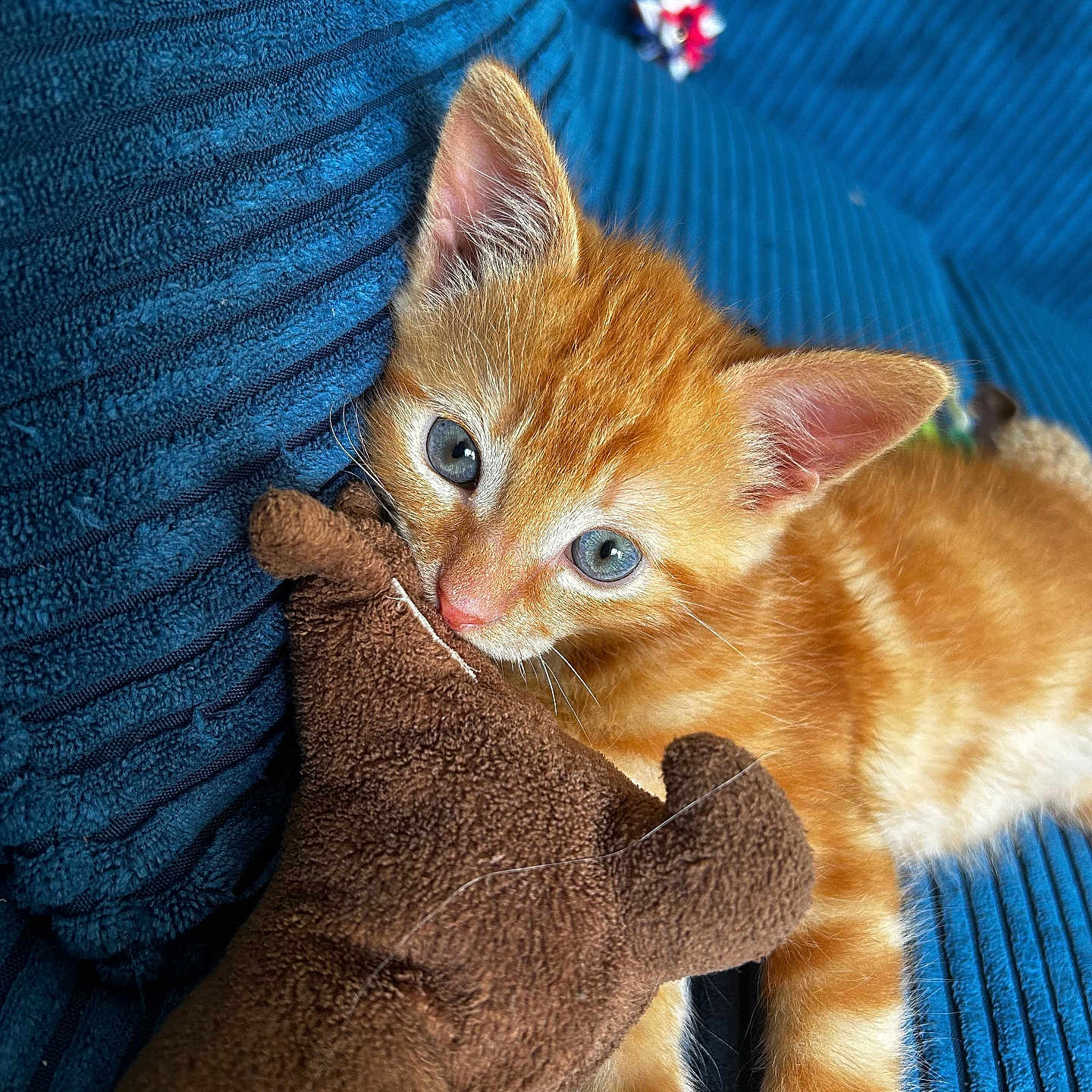 Potiron participe au concours pour gagner de l'argent avec cette photo : abyssinian, animal, blanket, cat, clothing, couch, furniture, kitten, knitwear, manx, pet, siamese, sweater, towel