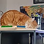 cat, orange_tabby, sleeping, table, wooden_table, blocks, indoor, poster, stuffed_animals, cozy, relaxed, pet, feline, fur, resting, domestic, animal, home, quiet, comfortable