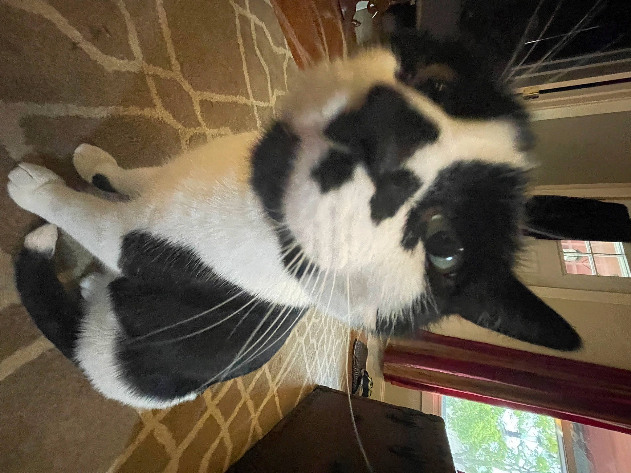 Swagger joined the competition — help win amazing prizes! canidae, carnivore, cat, claw, dog_breed, domestic_short_haired_cat, felidae, flooring, fur, mammal, paw, small_to_medium_sized_cats, snout, sporting_group, tail, vertebrate, whiskers