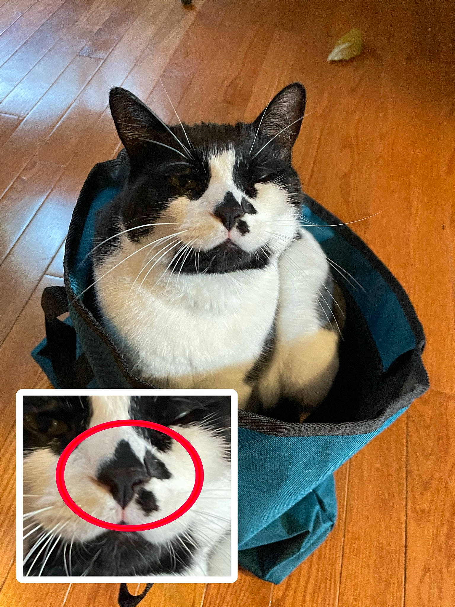 Swagger joined the competition — help win amazing prizes! box, carnivore, cat, cat_supply, comfort, domestic_short_haired_cat, felidae, flooring, formal_wear, fur, hardwood, packaging_and_labeling, paw, pet_supply, photo_caption, small_to_medium_sized_cats, snout, tail, whiskers, wood
