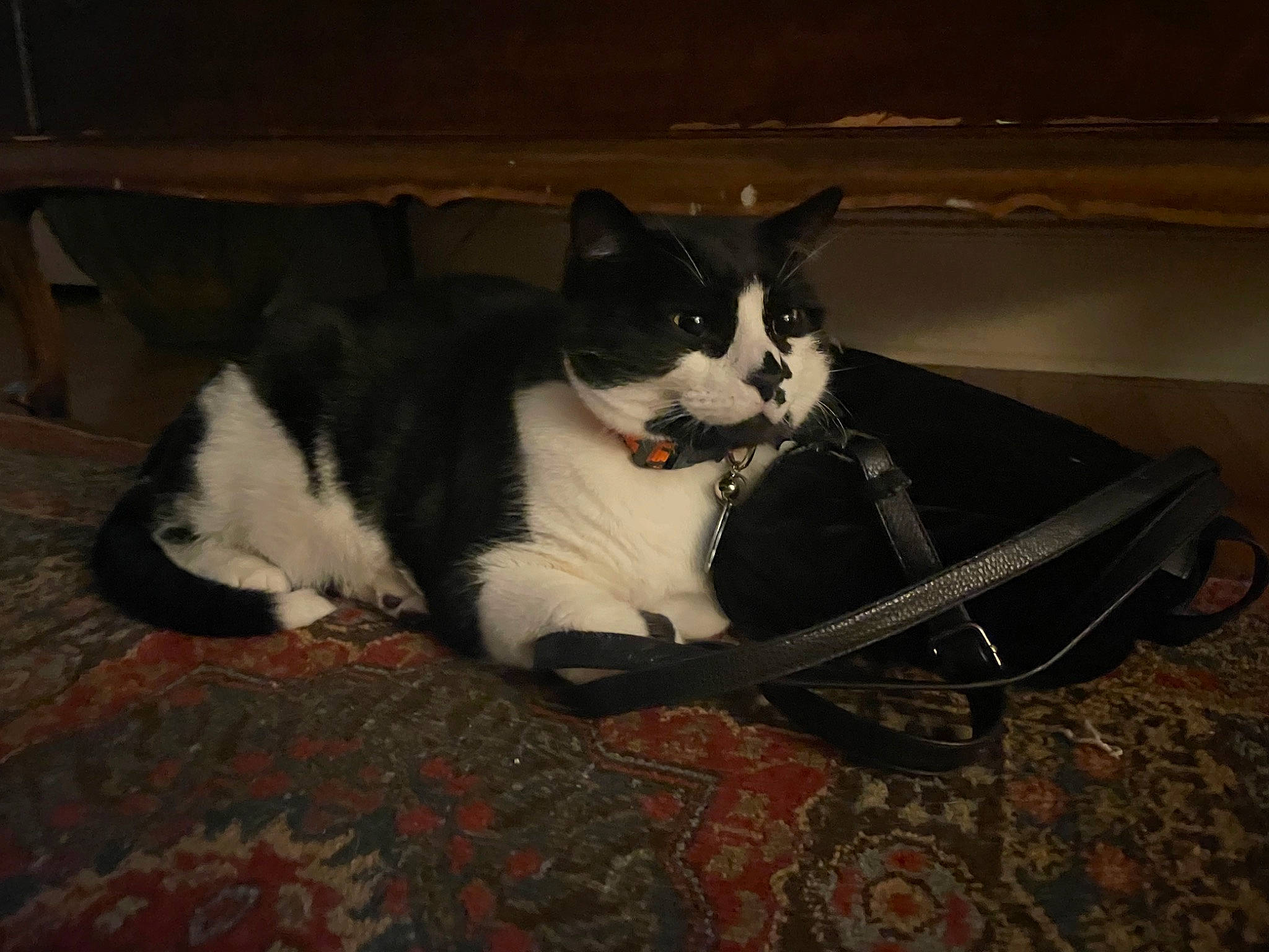 Swagger joined the competition — help win amazing prizes! bag, black_cat, carnivore, cat, cat_supply, comfort, companion_dog, dog_breed, domestic_short_haired_cat, felidae, flooring, foot, fur, hardwood, lap, paw, small_to_medium_sized_cats, tail, whiskers, wood