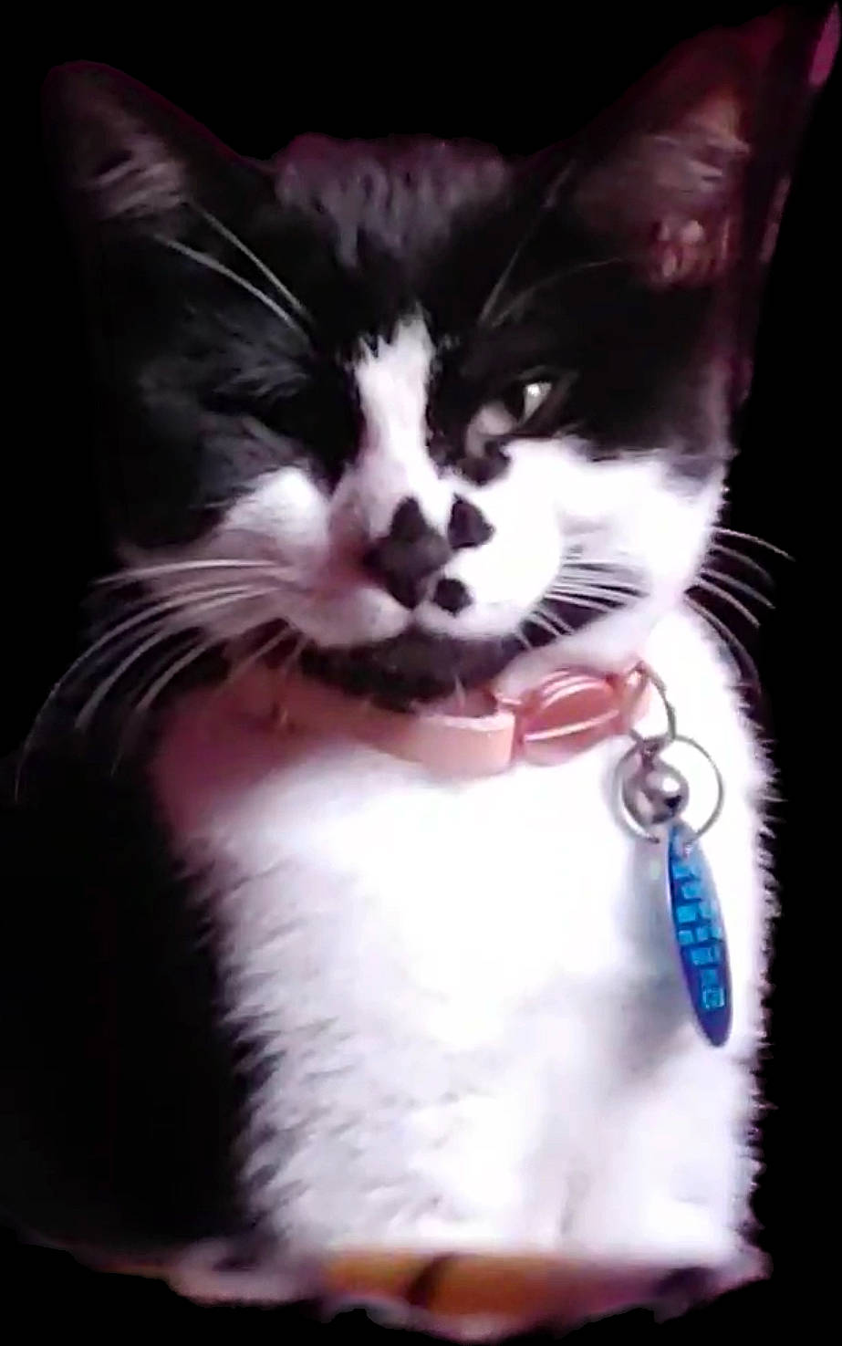 Swagger joined the competition — help win amazing prizes! art, carnivore, cat, claw, domestic_short_haired_cat, electric_blue, eyelash, felidae, formal_wear, fur, gesture, iris, magenta, pattern, paw, small_to_medium_sized_cats, snout, tail, whiskers