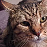 Ma'Ma is registered to the contest to win money with this photo: animal, cat, close_up, cozy, cute, domestic_cat, face, feline, fur, green_eyes, indoor, mammal, pet, portrait, relaxed, resting, soft, tabby, texture, whiskers