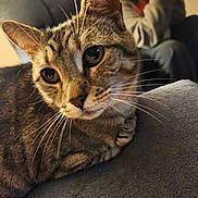 Ma'Ma joined the competition — help win amazing prizes! animal, blurred_background, cat, close_up, couch, curious, ears, eyes, face, feline, home, indoor, mammal, person, pet, relaxed, sitting, soft_texture, tabby, whiskers