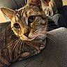 animal, blurred_background, cat, close_up, couch, curious, ears, eyes, face, feline, home, indoor, mammal, person, pet, relaxed, sitting, soft_texture, tabby, whiskers