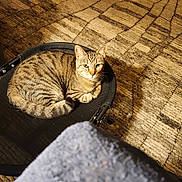 Ma'Ma joined the competition — help win amazing prizes! animal, carpet, cat, chair, cozy, curled_up, domestic_cat, feline, fur, home, indoor, looking, mesh_chair, patterned_carpet, pet, relaxed, resting, striped_fur, tabby_cat, warm_lighting