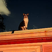 Striper is registered to the contest to win money with this photo: cat, animal, rooftop, night, sky, stars, clouds, window, building, outdoor, pet, domestic_animal, feline, sitting, illuminated, dark, quiet, curious, majestic, urban