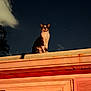 cat, animal, rooftop, night, sky, stars, clouds, window, building, outdoor, pet, domestic_animal, feline, sitting, illuminated, dark, quiet, curious, majestic, urban