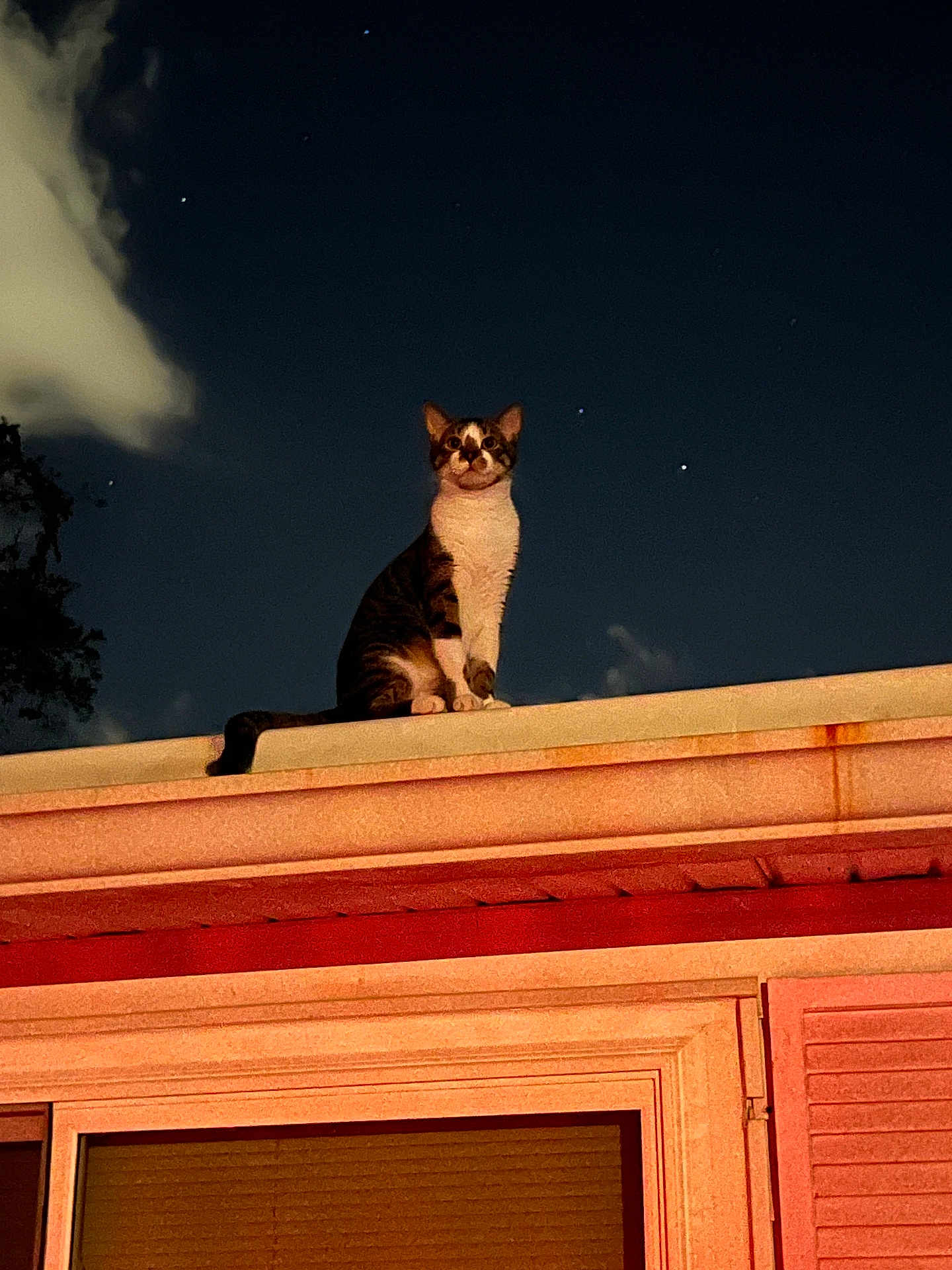 Striper is registered to the contest to win money with this photo: cat, animal, rooftop, night, sky, stars, clouds, window, building, outdoor, pet, domestic_animal, feline, sitting, illuminated, dark, quiet, curious, majestic, urban