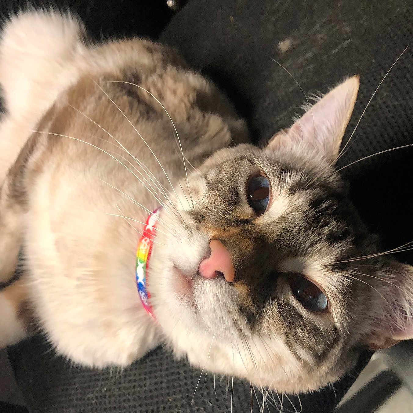 Jude joined the competition — help win amazing prizes! cat, pet, animal, feline, collar, rainbow, whiskers, pink_nose, fur, relaxed, lounging, indoor, closeup, face, ears, curious, texture, dark_background, comfort, domestic