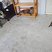 Simba is registered to the contest to win money with this photo: tabby_cat, cat, wooden_shelf, furniture, carpet, indoor, pet, animal, resting, shelf, floor, room, home, door, curious, relaxed, domestic, striped_cat, sitting, quiet