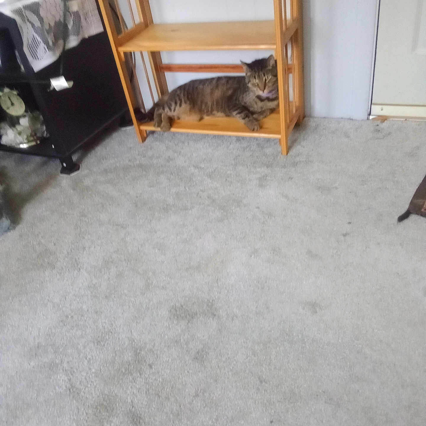 Simba