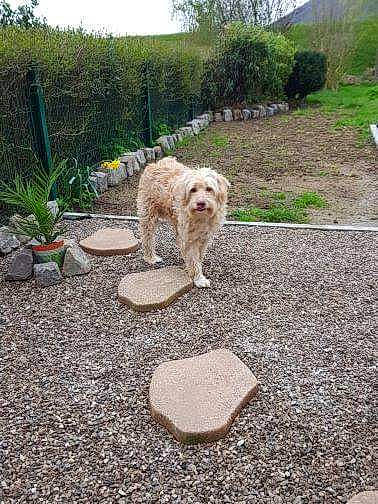 Caramel participe au concours pour gagner de l'argent avec cette photo : backyard, canidae, carnivore, cat, cockapoo, dog, fawn, garden, goldendoodle, gravel, labradoodle, road, road_surface, rock, sidewalk, soil, sporting_group