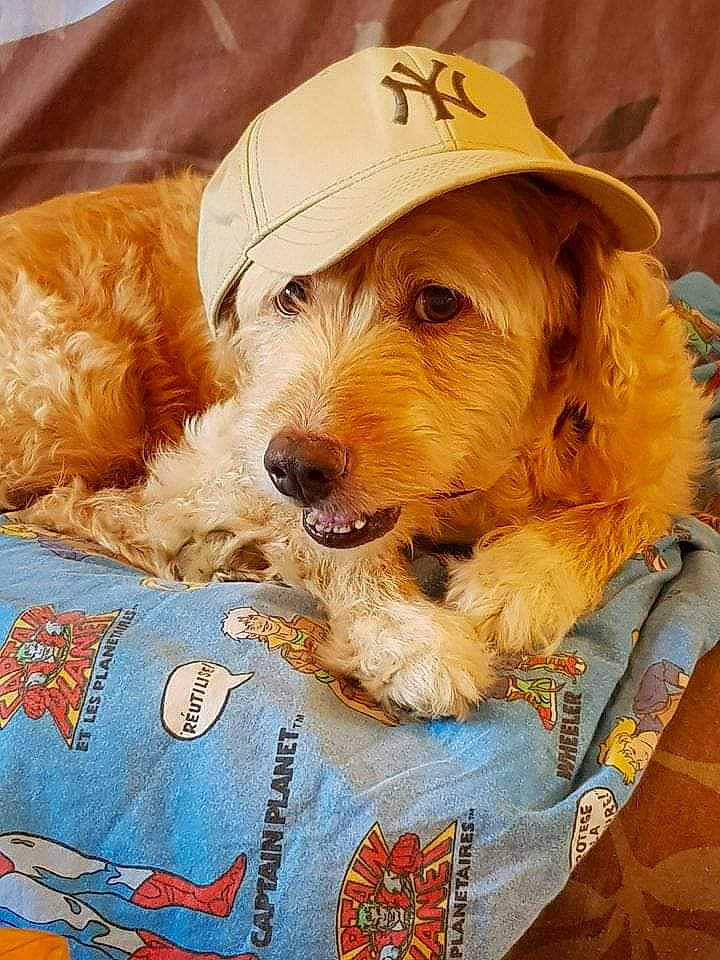 Caramel a rejoint le concours — aidez-le/la à gagner de superbes lots ! canidae, carnivore, cavapoo, cockapoo, companion_dog, dog, dog_breed, goldendoodle, hat, headgear, labradoodle, mammal, poodle_crossbreed, puppy, puppy_love, rare_breed_dog, schnoodle, sporting_group, sporting_lucas_terrier, vertebrate