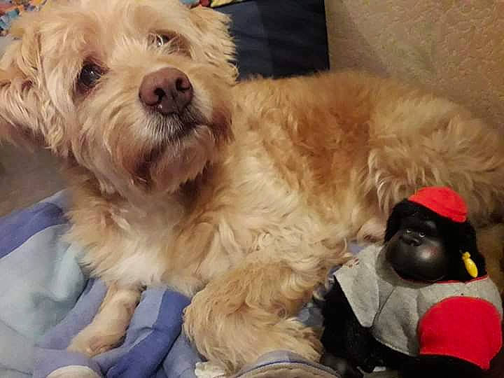 Caramel a rejoint le concours — aidez-le/la à gagner de superbes lots ! bolonka, canidae, carnivore, cavapoo, cockapoo, companion_dog, dog, dog_breed, dutch_smoushond, irish_soft_coated_wheaten_terrier, lhasa_apso, maltepoo, mammal, poodle_crossbreed, schnoodle, shih_tzu, snout, sporting_lucas_terrier, terrier, vertebrate