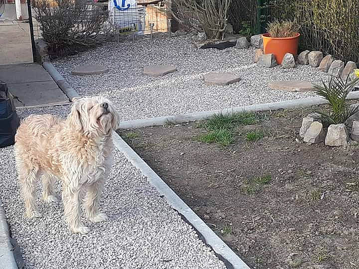 Caramel a rejoint le concours — aidez-le/la à gagner de superbes lots ! canidae, carnivore, dog, dog_breed, fawn, goldendoodle, irish_soft_coated_wheaten_terrier, mammal, sidewalk, spinone_italiano, sporting_group, terrier, vertebrate