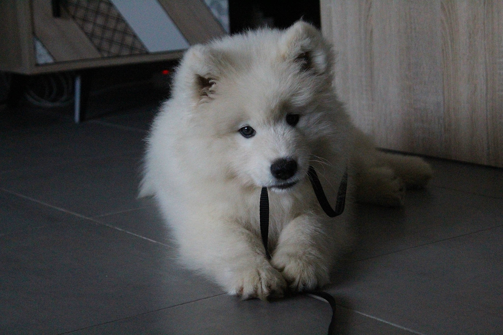 Tempo a rejoint le concours — aidez-le/la à gagner de superbes lots ! ancient_dog_breeds, canidae, carnivore, companion_dog, dog, dog_breed, flooring, fur, german_spitz, german_spitz_mittel, japanese_spitz, non_sporting_group, samoyed, snout, spitz, sporting_group, volpino_italiano, whiskers, working_animal, working_dog