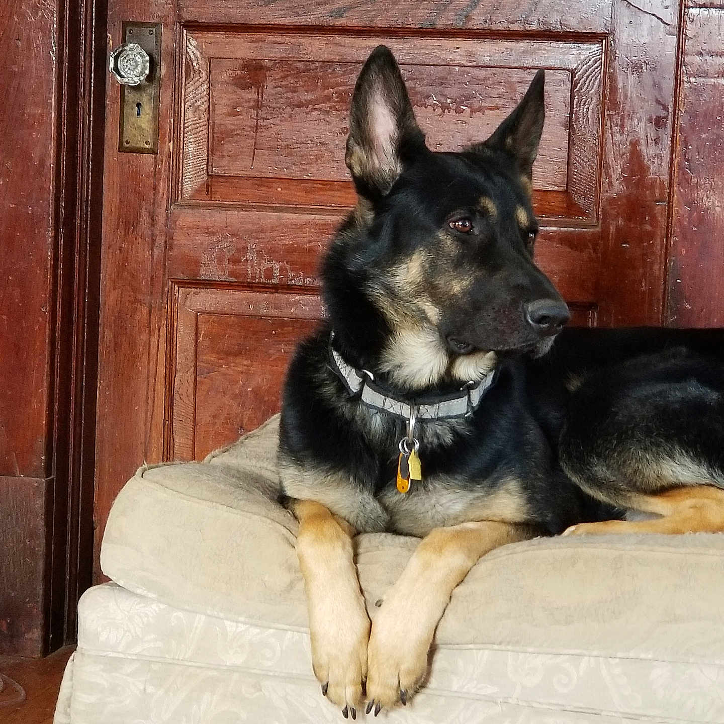Corayo is registered to the contest to win money with this photo: dog, german_shepherd, pet, animal, indoor, furniture, ottoman, wooden_door, collar, alert, resting, brown, black, ears, paws, floor, home, relaxed, looking_away, domestic