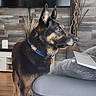 dog, german_shepherd, collar, living_room, tv, wooden_floor, decor, plant_sticks, laptop, cup, sofa, pet, indoor, alert, brown, black, furniture, technology, home, animal