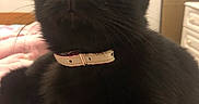 Crevette participe au concours pour gagner de l'argent avec cette photo : abyssinian, accessories, animal, bed, bedroom, blackcat, blanket, cabinet, cat, collar, drawer, furniture, indoors, kitten, manx, pet, quilt, room, strap, text