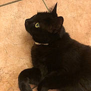 Crevette a rejoint le concours — aidez-le/la à gagner de superbes lots ! cat, black_cat, pet, animal, indoor, floor, tile_floor, green_eyes, fur, looking_up, lying_down, whiskers, ears, collar, curled_paws, domestic_cat, feline, cute, curious, relaxed