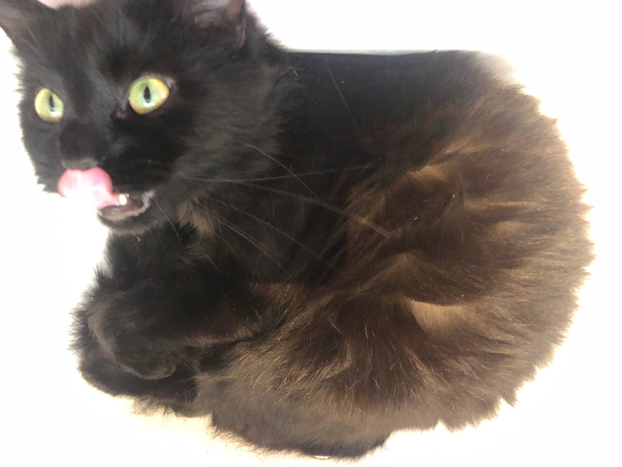 Bagherra a rejoint le concours — aidez-le/la à gagner de superbes lots ! black_cat, bombay, carnivore, cat, claw, domestic_short_haired_cat, felidae, fur, paw, small_to_medium_sized_cats, snout, tail, terrestrial_animal, whiskers, window