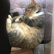 Kalia participe au concours pour gagner de l'argent avec cette photo : cat, chair, collar, cozy, curled_up, cushion, domestic_animal, feline, fur, home, indoor, nap, paw, pet, quiet, relaxed, resting, sleeping, tile_floor, whiskers