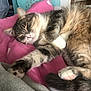 animal, cat, closeup, cozy, cushion, cute, domestic_cat, fur, indoor, nap, paw, pet, pink, relaxing, resting, sleeping, soft, tabby, tail, whiskers