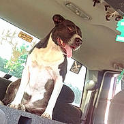 Lulu is registered to the contest to win money with this photo: air_freshener, animal, black_and_white, car_interior, companion, daylight, dog, ears_up, happy, inside_vehicle, pet, rear_window, seats, sitting, speaker, sunlight, tongue_out, transport, vehicle_seat, window