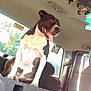 air_freshener, animal, black_and_white, car_interior, companion, daylight, dog, ears_up, happy, inside_vehicle, pet, rear_window, seats, sitting, speaker, sunlight, tongue_out, transport, vehicle_seat, window