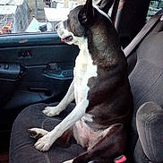 Lulu is registered to the contest to win money with this photo: dog, animal, pet, car, vehicle_interior, seat, window, outdoor, fence, tree, tongue_out, black_and_white, canine, companion, side_view, looking_out, relaxed, daylight, nature, domestic_animal