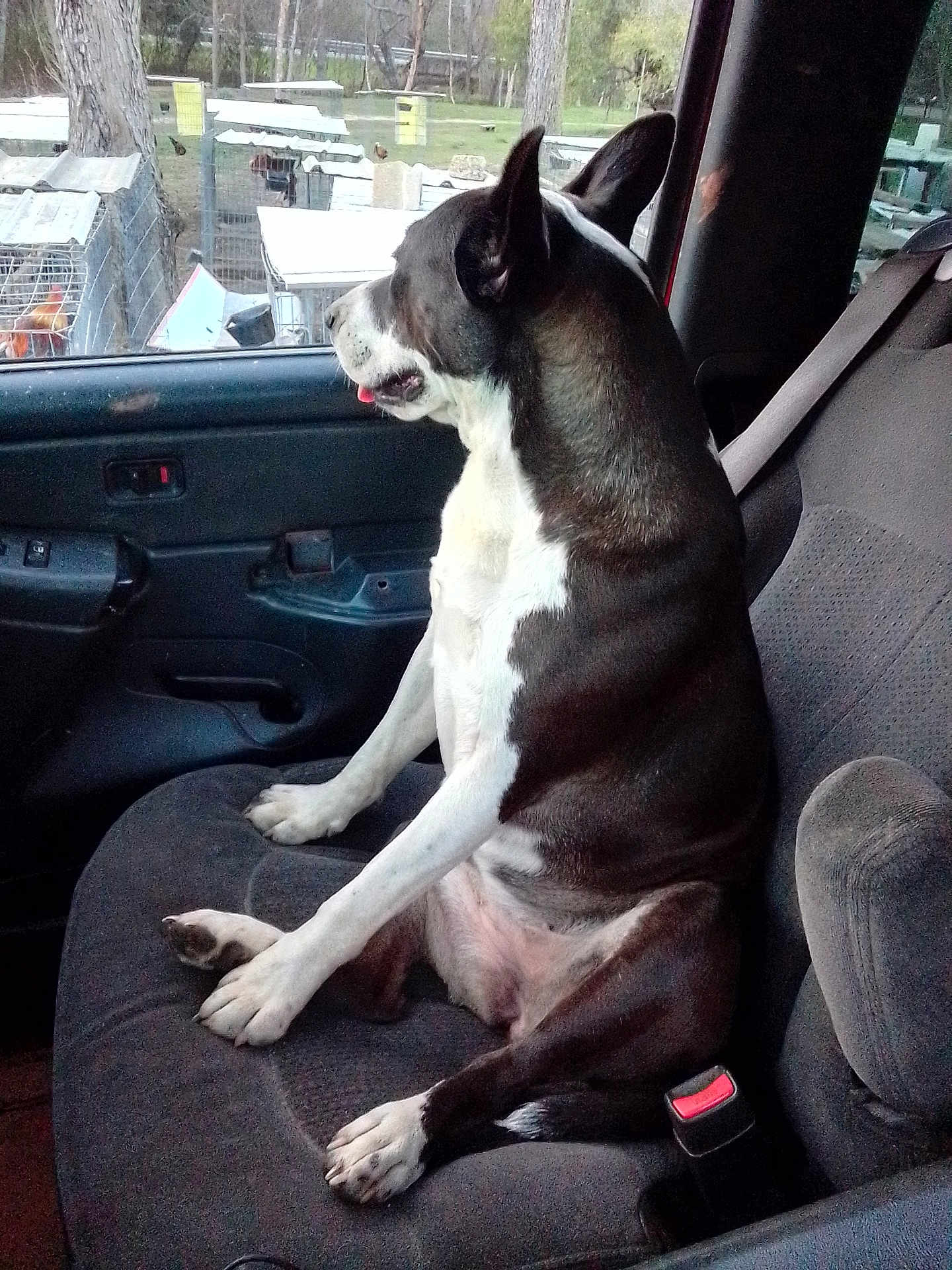 Lulu is registered to the contest to win money with this photo: dog, animal, pet, car, vehicle_interior, seat, window, outdoor, fence, tree, tongue_out, black_and_white, canine, companion, side_view, looking_out, relaxed, daylight, nature, domestic_animal