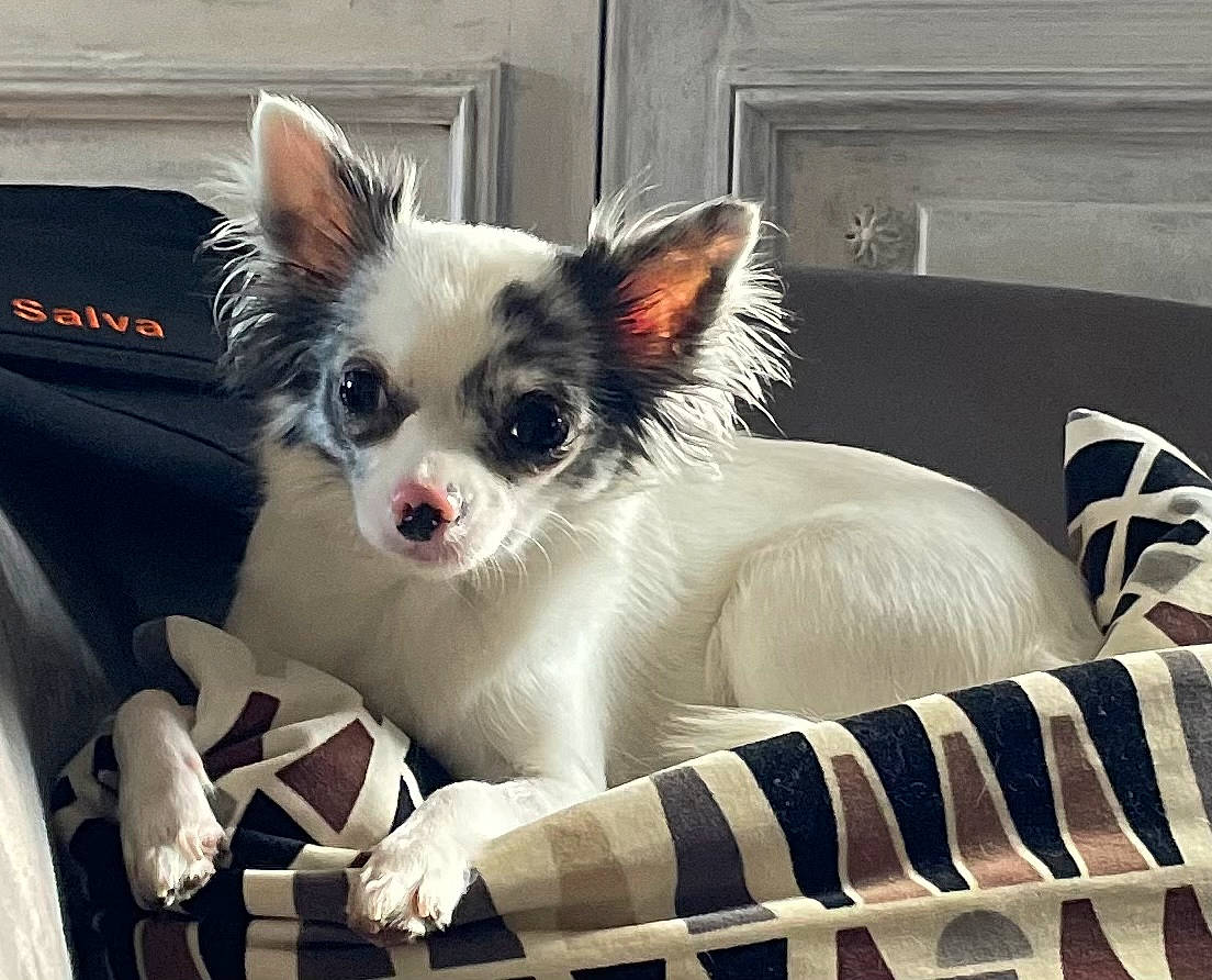 Billie participe au concours pour gagner de l'argent avec cette photo : canidae, carnivore, comfort, companion_dog, couch, dog, dog_breed, dog_supply, fawn, felidae, fur, non_sporting_group, paw, pet_supply, terrestrial_animal, toy_dog, whiskers