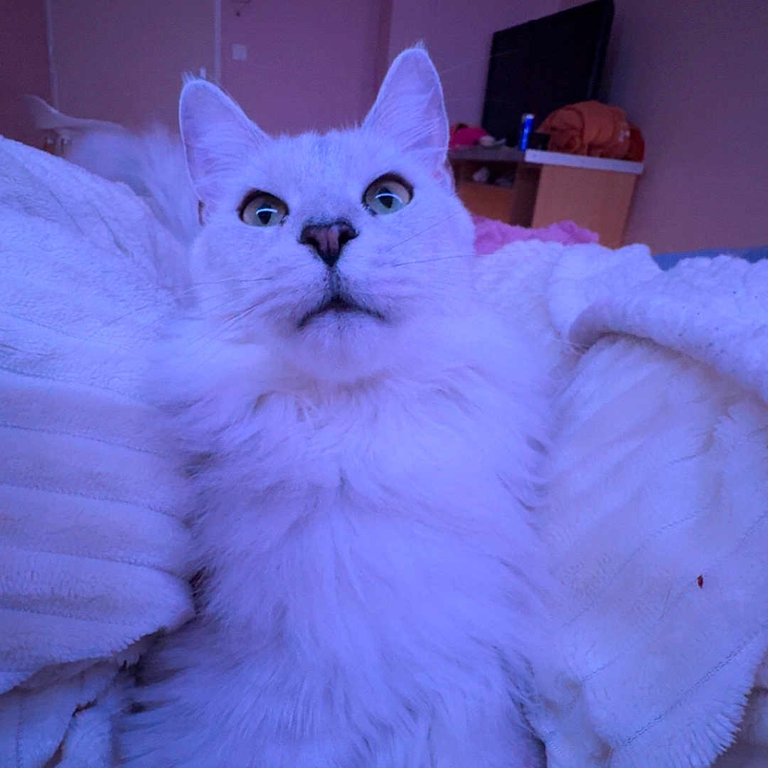 Atila a rejoint le concours — aidez-le/la à gagner de superbes lots ! cat, white_cat, fluffy, pet, indoor, blanket, cozy, furniture, curious, relaxed, fur, animal, mammal, whiskers, face, ears, paw, soft_texture, home, companion