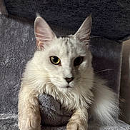 Atila a rejoint le concours — aidez-le/la à gagner de superbes lots ! cat, white_cat, fluffy, yellow_eyes, pets, animal, feline, indoor, relaxed, resting, carpeted_surface, cat_tree, portrait, cute, whiskers, ears, paws, fur, looking_at_camera, domestic_cat