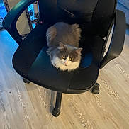 Katie is registered to the contest to win money with this photo: animal, black_chair, cat, cat_tree, chair, cozy, curious, domestic_animal, floor, fluffy_cat, furniture, gray_cat, home, indoor, looking_at_camera, office_chair, pet, sitting, white_cat, wood_floor