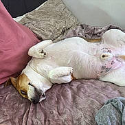 Bruno joined the competition — help win amazing prizes! animal, bed, blanket, brown, canine, comfort, cozy, cute, dog, fur, indoor, lying_down, paw, pet, pillow, playful, relaxed, resting, side_eye, white