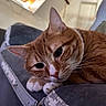 cat, ginger_cat, tabby, pet, indoor, resting, close_up, couch, furniture, window, domestic_animal, whiskers, ears, face, fur, paws, relaxed, home, animal, cute