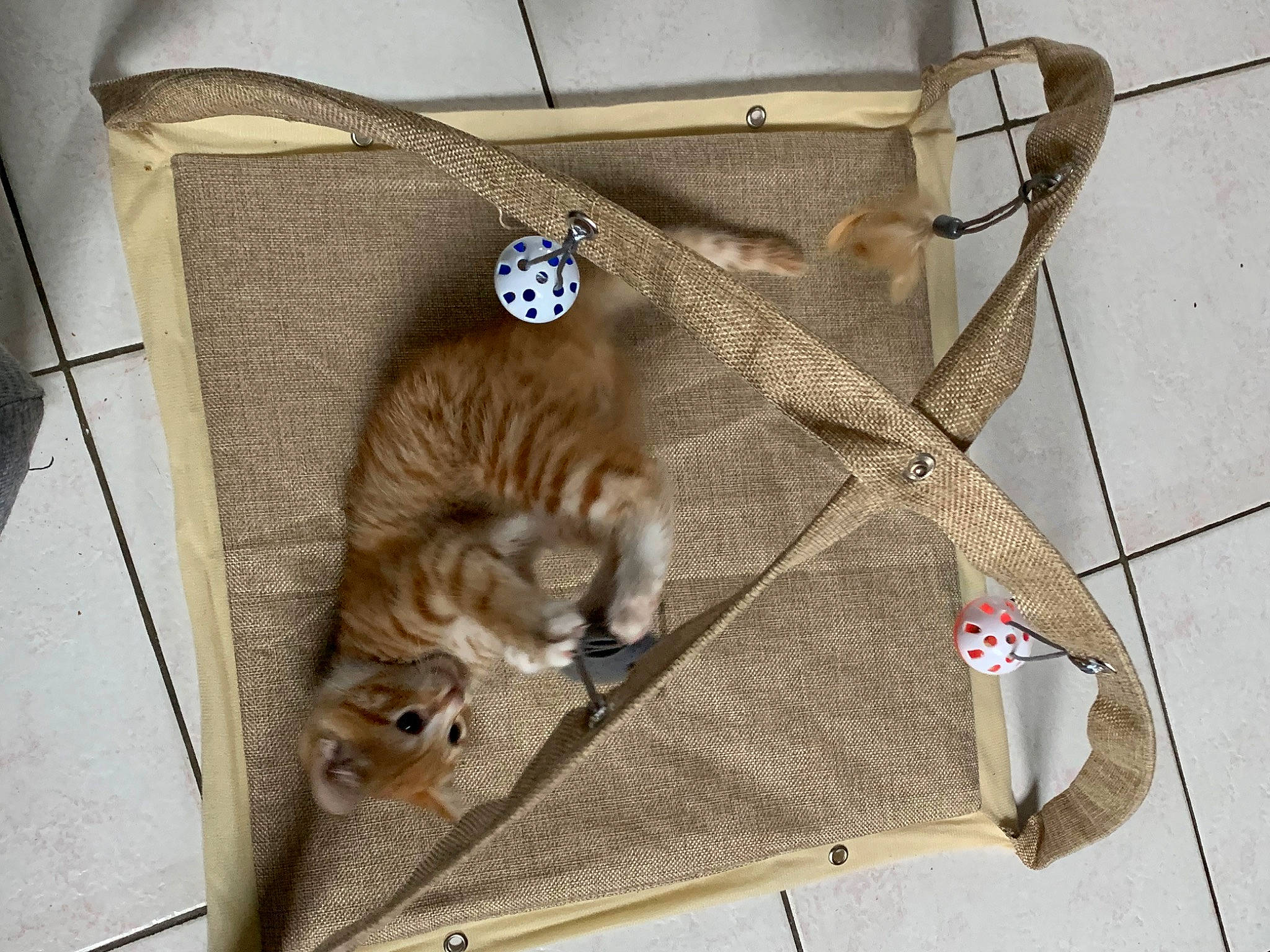 Koro participe au concours pour gagner de l'argent avec cette photo : bag, box, carnivore, cat, domestic_short_haired_cat, door, eyewear, fashion_accessory, fawn, felidae, fur, hat, luggage_and_bags, metal, room, small_to_medium_sized_cats, tail, toy, whiskers, wood