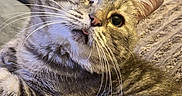 Ninou participe au concours pour gagner de l'argent avec cette photo : cat, tabby, one-eyed, tongue_out, pet, feline, whiskers, fur, relaxed, indoor, blanket, couch, cozy, close-up, cute, animal, domestic, striped, resting, portrait