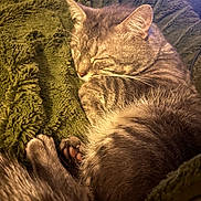 Ninou a rejoint le concours — aidez-le/la à gagner de superbes lots ! cat, tabby_cat, sleeping, cozy, blanket, fur, whiskers, paw, relaxed, indoor, pet, cute, animal, mammal, closeup, resting, soft, warm_light, texture, feline