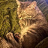 cat, tabby_cat, sleeping, cozy, blanket, fur, whiskers, paw, relaxed, indoor, pet, cute, animal, mammal, closeup, resting, soft, warm_light, texture, feline