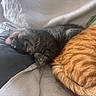 Ninou participe au concours pour gagner de l'argent avec cette photo : animal, blanket, cat, cats, cozy, cushion, cute, domestic_animal, feline, fur, gray_cat, indoor, napping, orange_cat, pet, relaxation, resting, sleeping, striped_cat, tabby