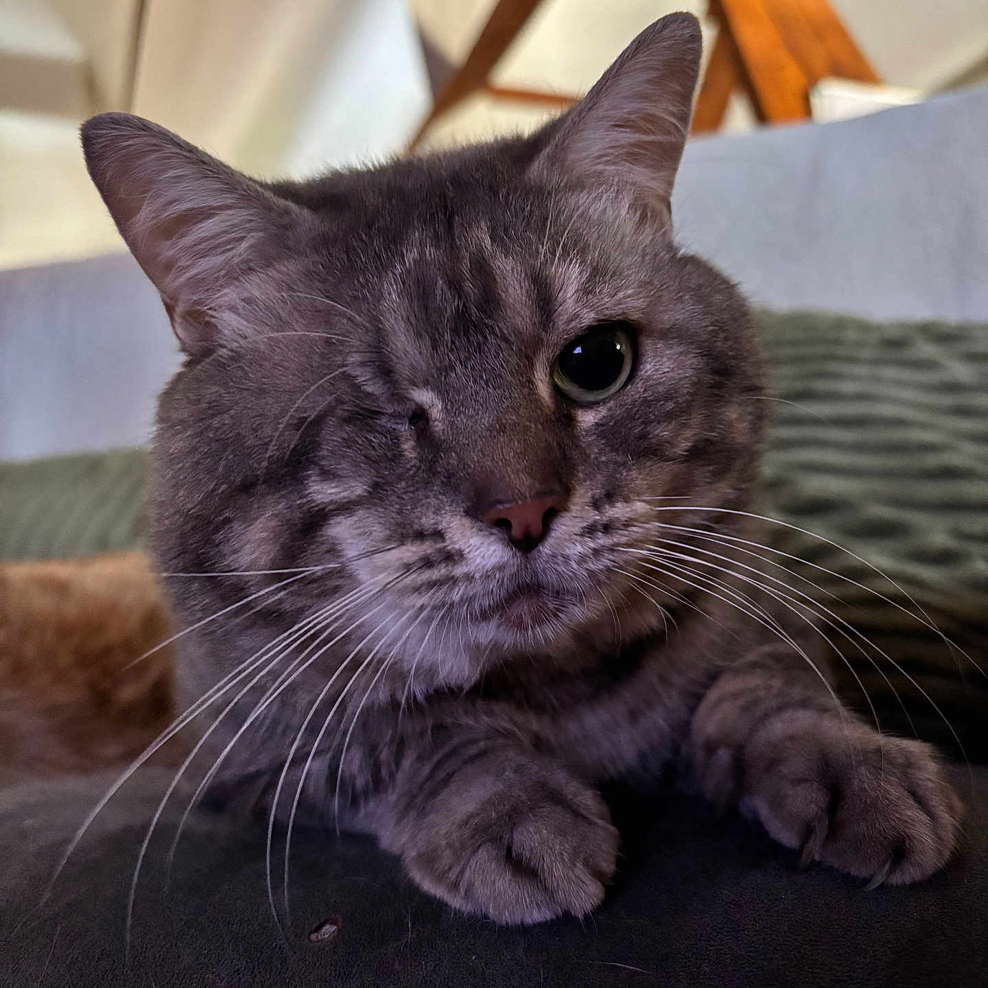 Ninou participe au concours pour gagner de l'argent avec cette photo : cat, gray_tabby, one-eyed, whiskers, ears, paws, close-up, indoor, feline, pet, resting, cozy, home, wooden_beams, soft_lighting, portrait, animal, cute, fur, relaxed