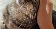 Ninou participe au concours pour gagner de l'argent avec cette photo : animal, cat, closeup, comfort, content, cozy, domestic_cat, feline, fur, hand, indoor, pet, relaxed, resting, scratching, sleepy, soft_light, tabby, tattoo, whiskers