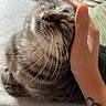 Ninou participe au concours pour gagner de l'argent avec cette photo : cat, tabby, pet, animal, hand, tattoo, whiskers, feline, relaxed, sleepy, closeup, cozy, indoor, soft_light, comfort, resting, domestic_cat, fur, content, scratching