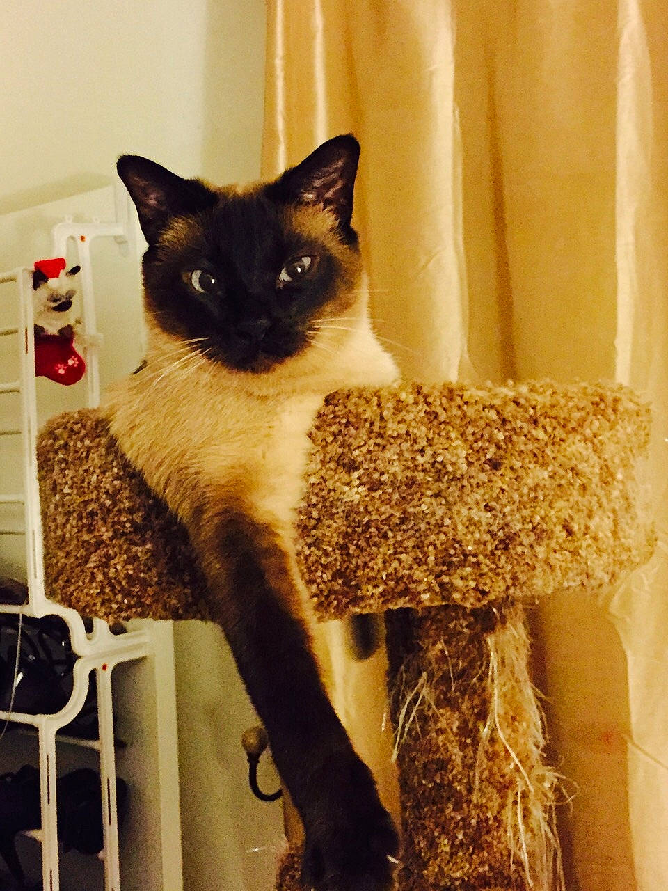Mowgli is registered to the contest to win money with this photo: balinese, birman, burmese, carnivore, cat, domestic_short_haired_cat, fawn, felidae, kitten, mammal, ojos_azules, ragdoll, siamese, small_to_medium_sized_cats, snowshoe, tail, thai, tonkinese, whiskers, window