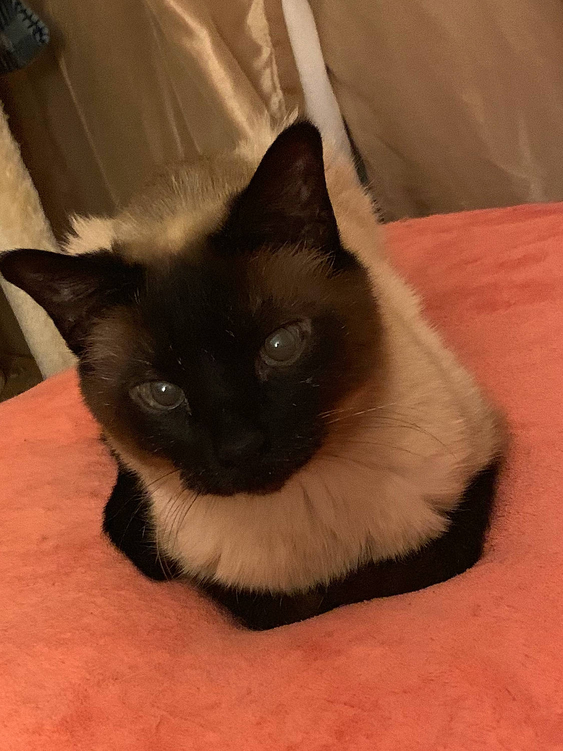 Mowgli is registered to the contest to win money with this photo: asian, balinese, birman, black, black_cat, burmese, carnivore, cat, eye, felidae, himalayan, mammal, siamese, small_to_medium_sized_cats, snout, snowshoe, thai, tonkinese, vertebrate, whiskers